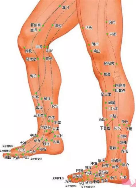 狗穴|狗狗身體針灸穴位圖，26處改正探討